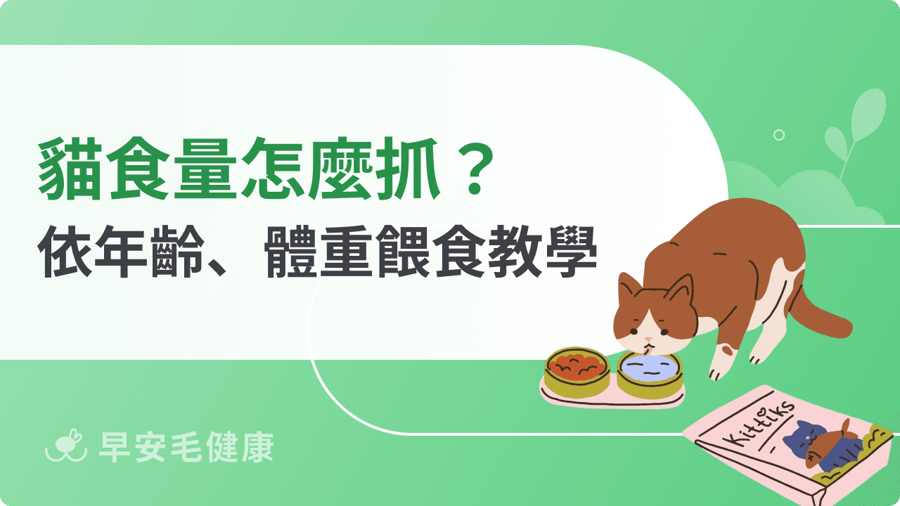 貓食量怎麼抓?年齡、體重精準計算,各階段飲食訣竅全公開