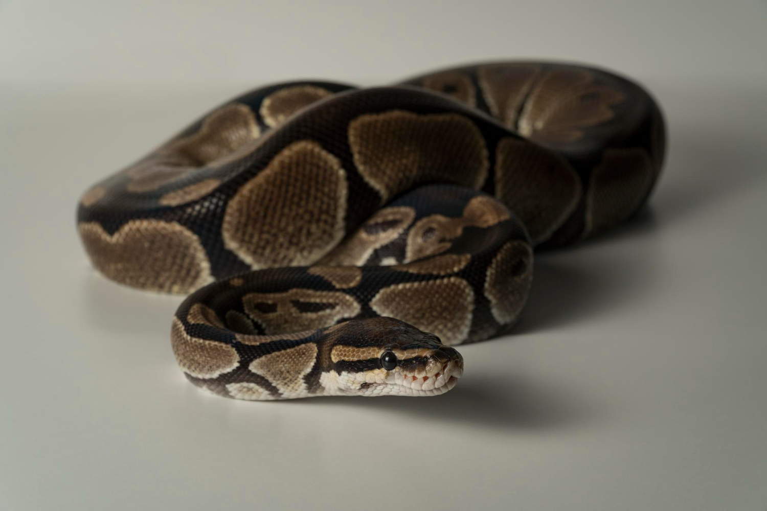 85.all-python-guide-1