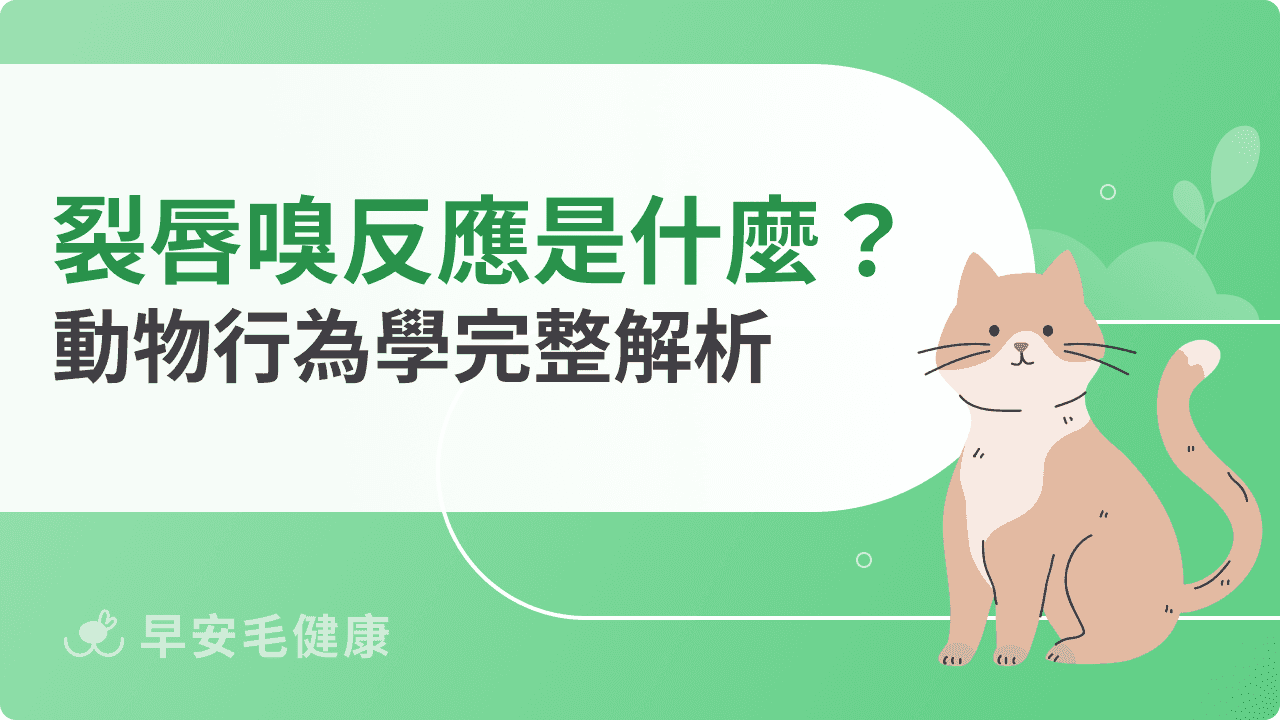 裂唇嗅反應代表什麼？動物行為學完整解析