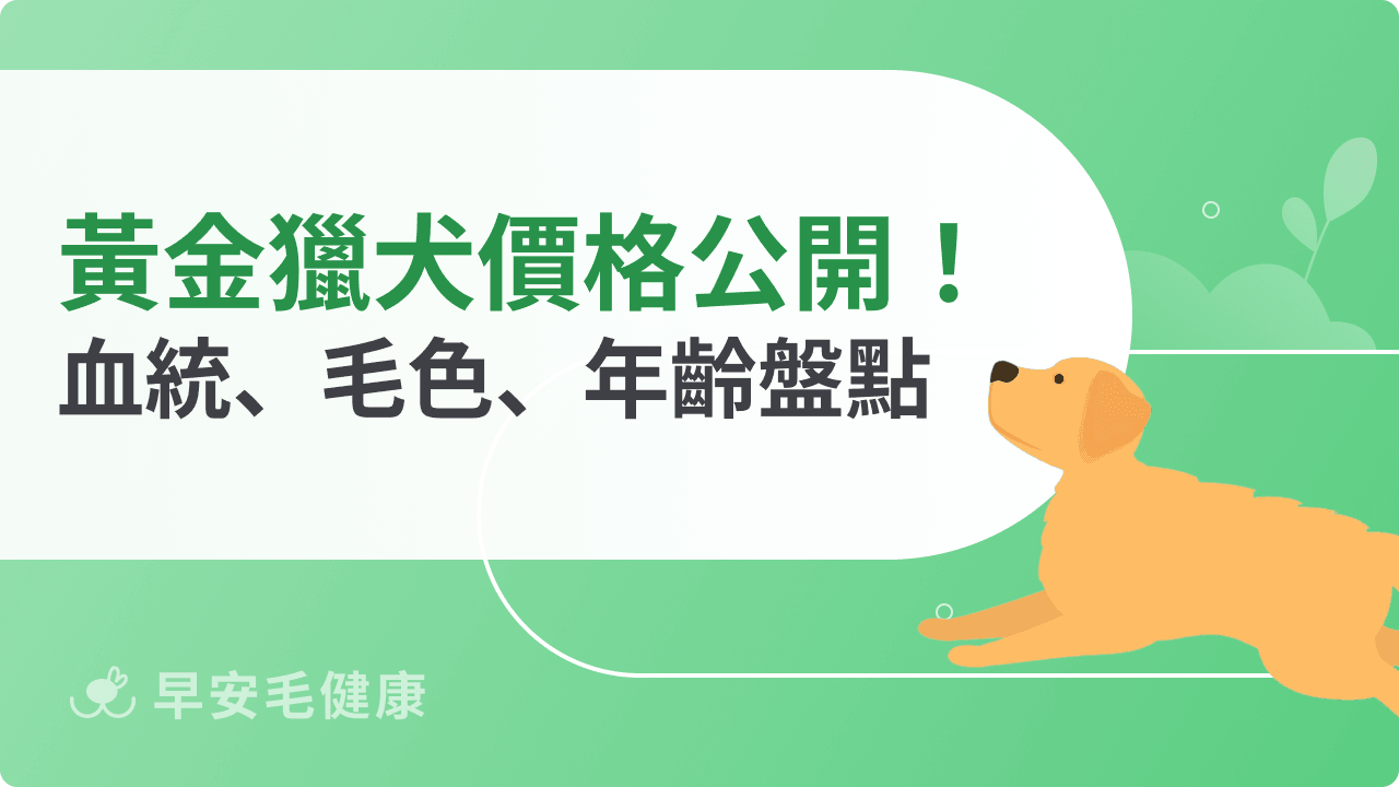 黃金獵犬價格公開！血統、毛色、體型影響因素一次盤點