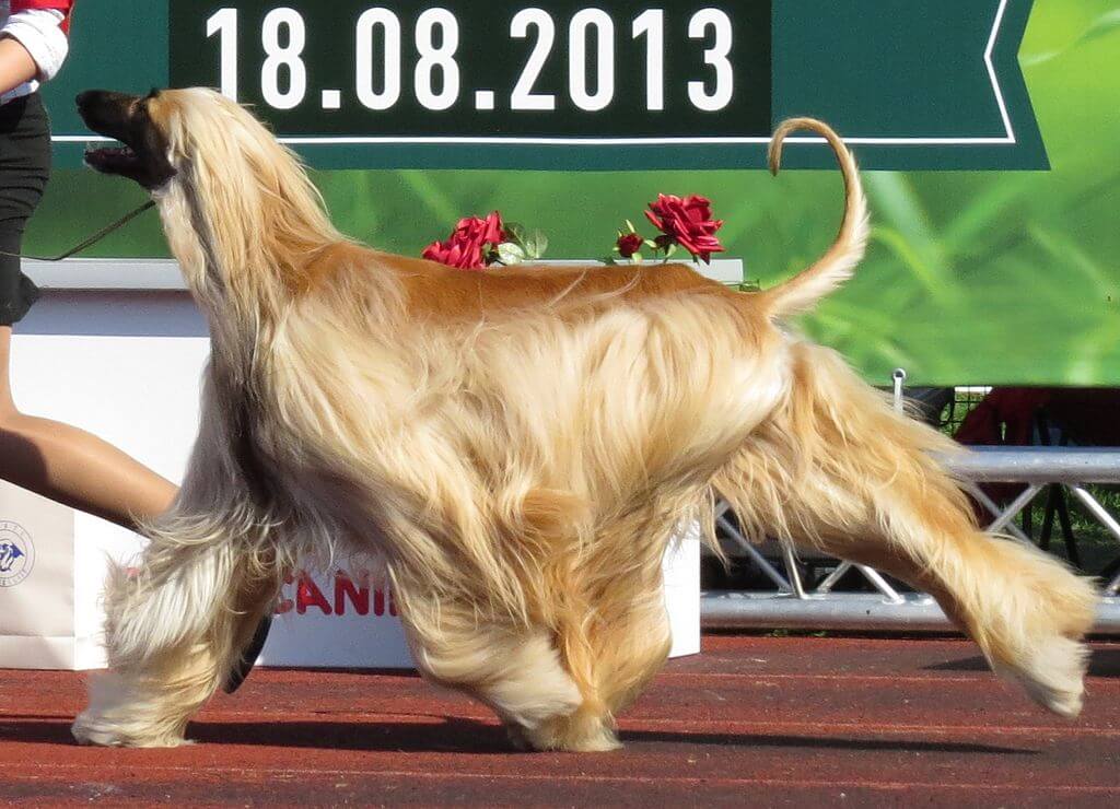 44. afghan-hound-guide-3