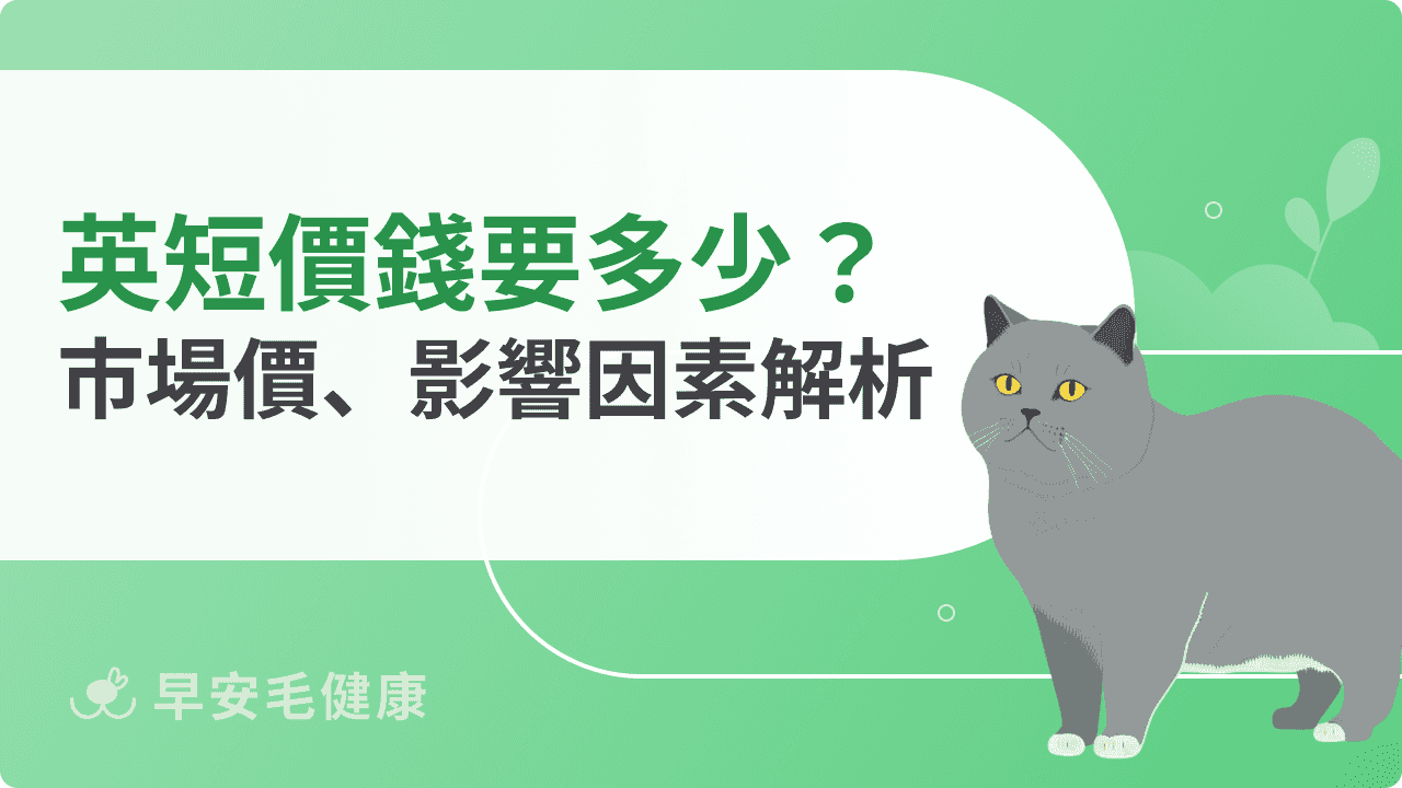 英國短毛貓價錢是多少？市場價、影響因素、飼養成本解析