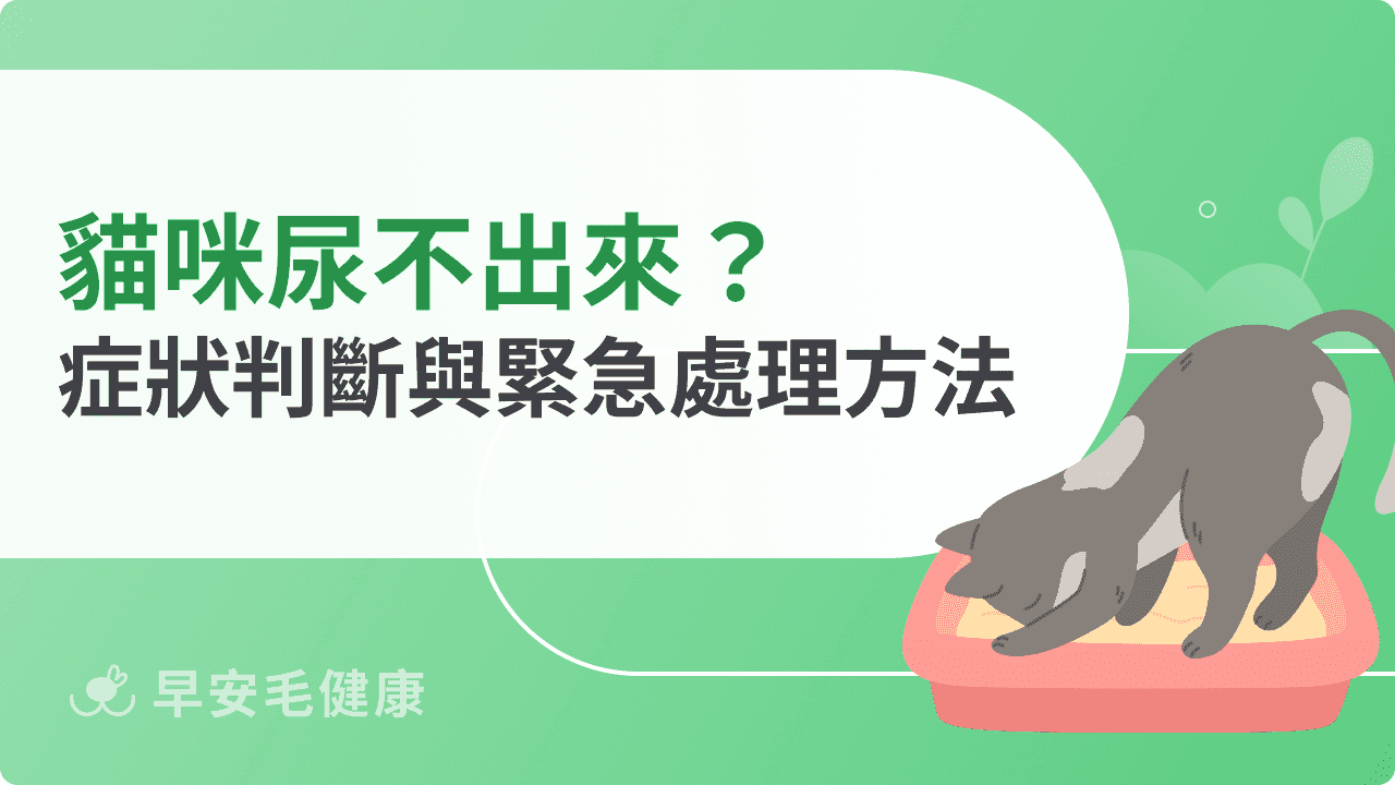 貓咪尿不出來緊急處理方法，症狀判斷與第一時  間對策