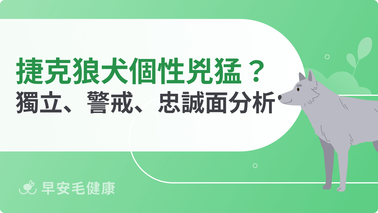 捷克狼犬個性很兇猛？聰明獨立、超高警戒心與忠誠度一篇看懂