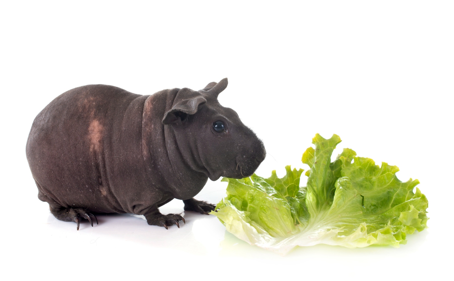 107. skinny-pig-guide-3