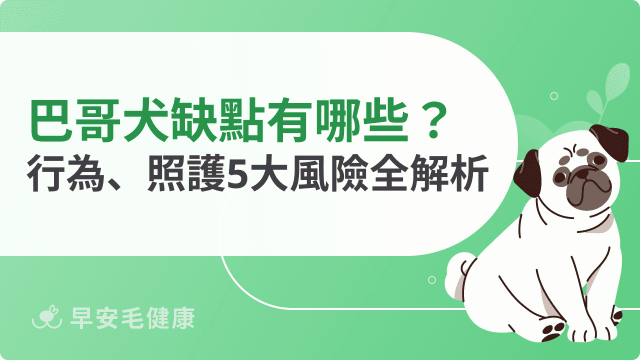 巴哥犬缺點懶人包：可愛外表背後的健康風險＆飼養現實