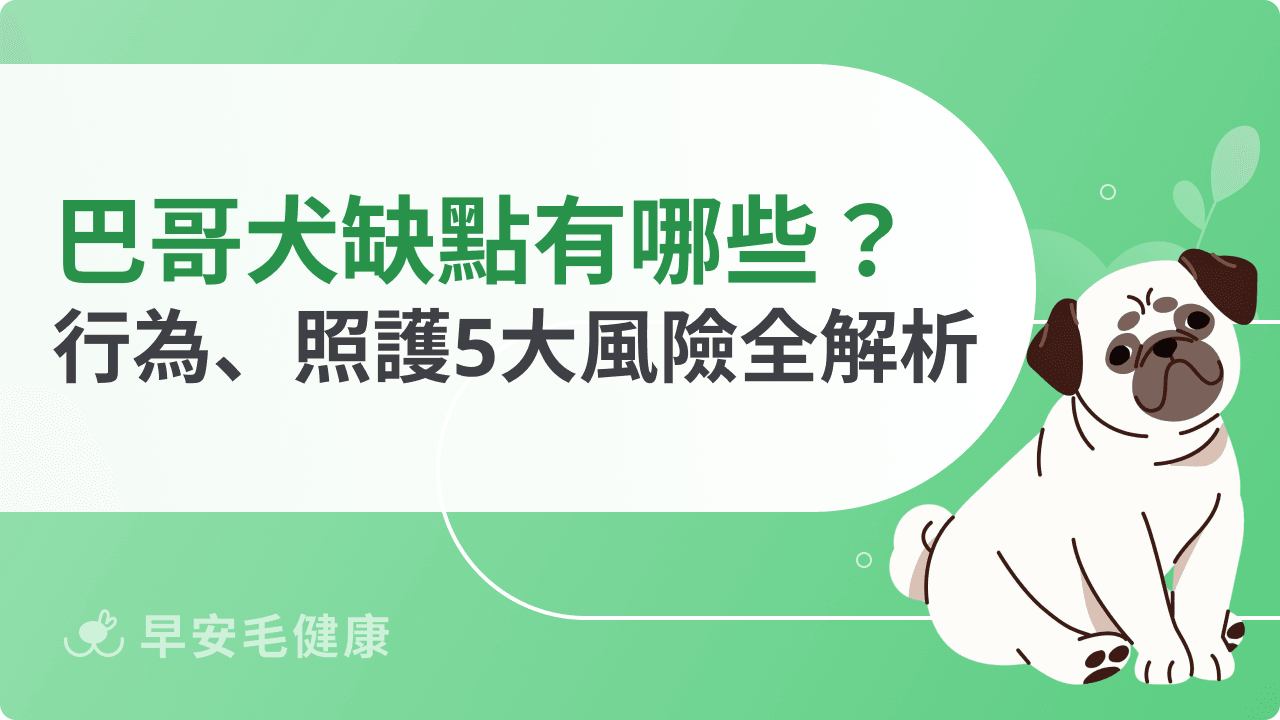 巴哥犬缺點懶人包：可愛外表背後的健康風險＆飼養現實