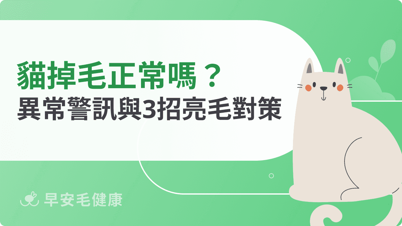 貓掉毛是正常的嗎？換毛季、異常警訊彙整，重拾貓咪亮麗毛髮