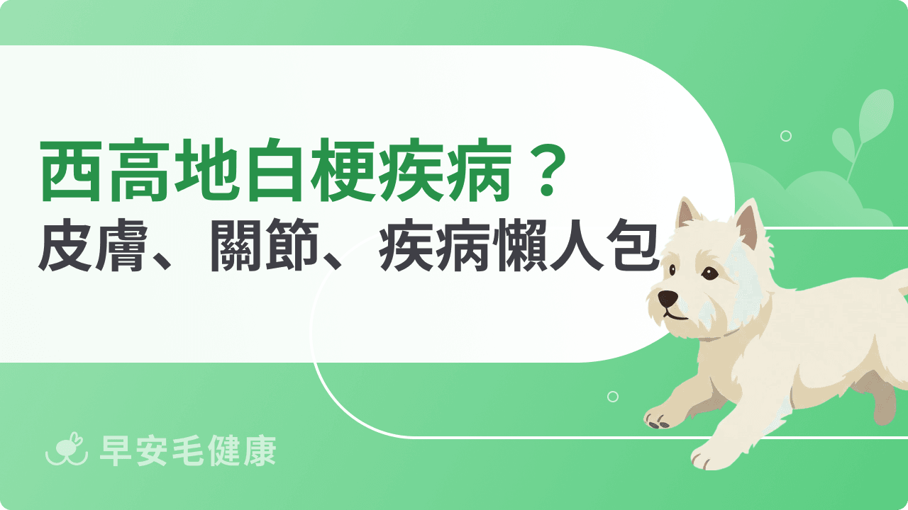 西高地白梗疾病注意事項:常見皮膚、關節、遺傳疾病總覽