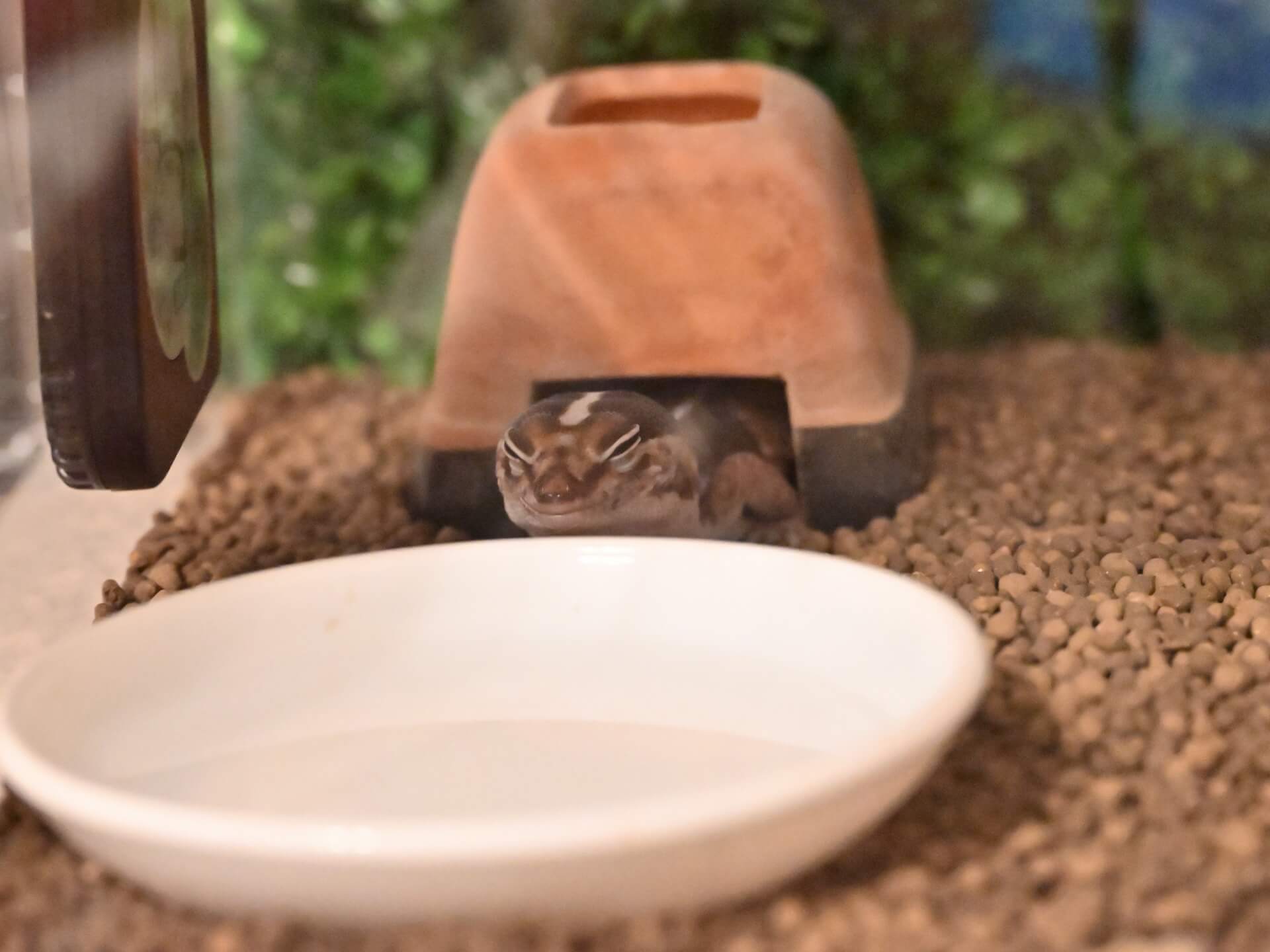 肥尾守宮在躲避屋中閉眼睡覺