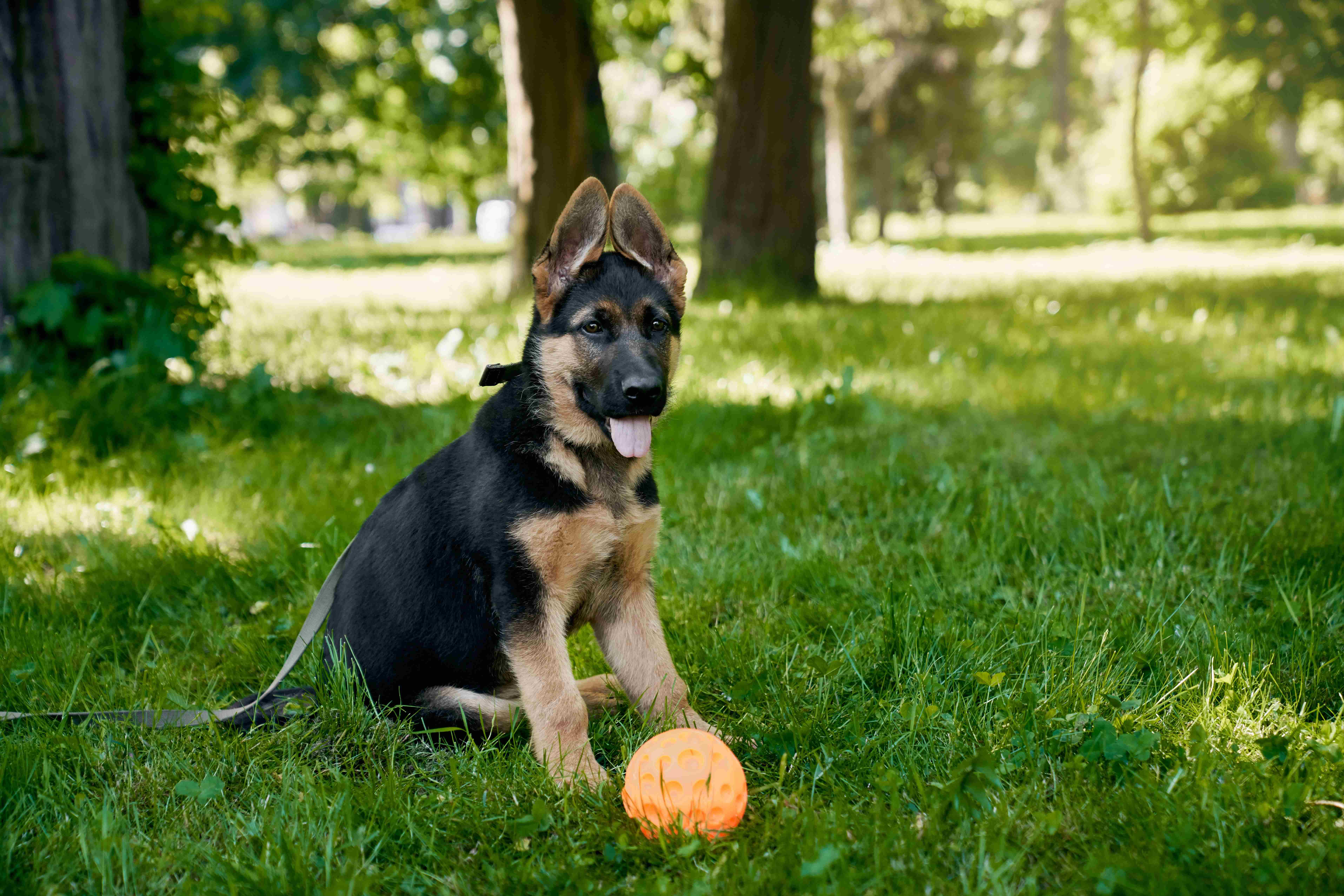 30.german-shepherd-3
