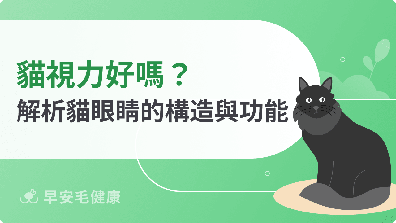 貓視力好嗎？深度解析貓咪眼睛的構造與功能