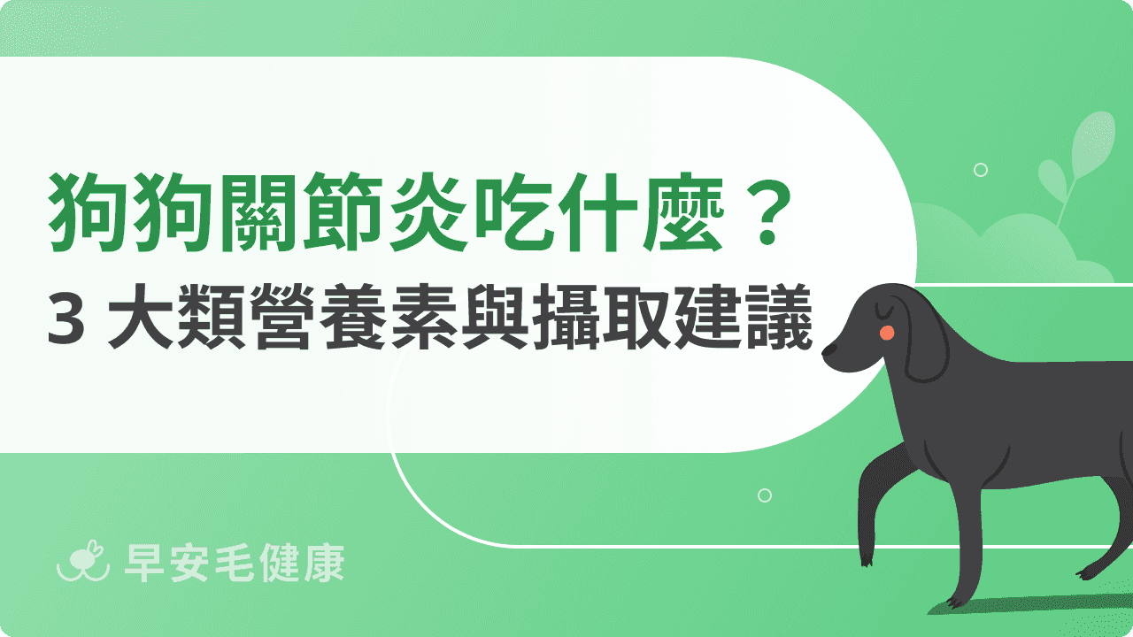 狗狗關節炎吃什麼？3 大類營養素與攝取建議