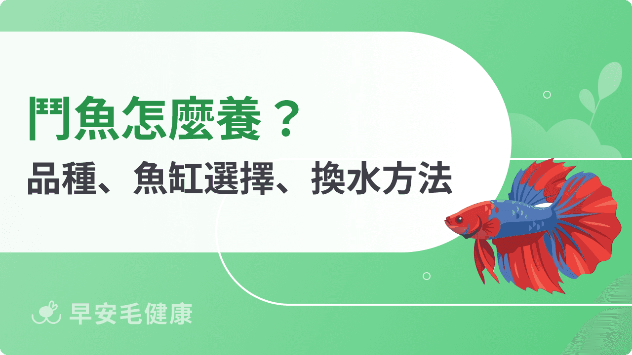 鬥魚怎麼養？搞懂品種、魚缸選擇、換水方法，養出漂亮鬥魚！