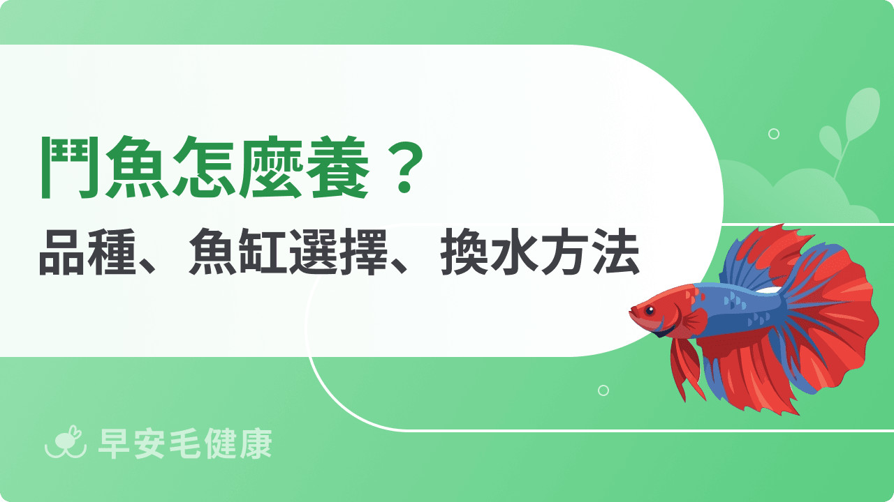 鬥魚怎麼養？搞懂品種、魚缸選擇、換水方法，養出漂亮鬥魚！