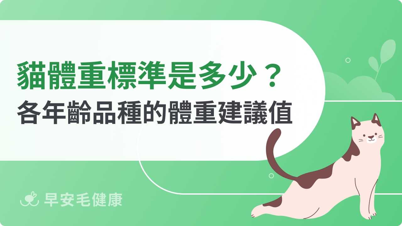 貓咪體重標準表！幼貓、成貓、老貓與各品種體重參考值