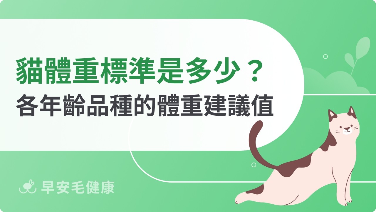 貓咪體重標準表！幼貓、成貓、老貓與各品種體重參考值