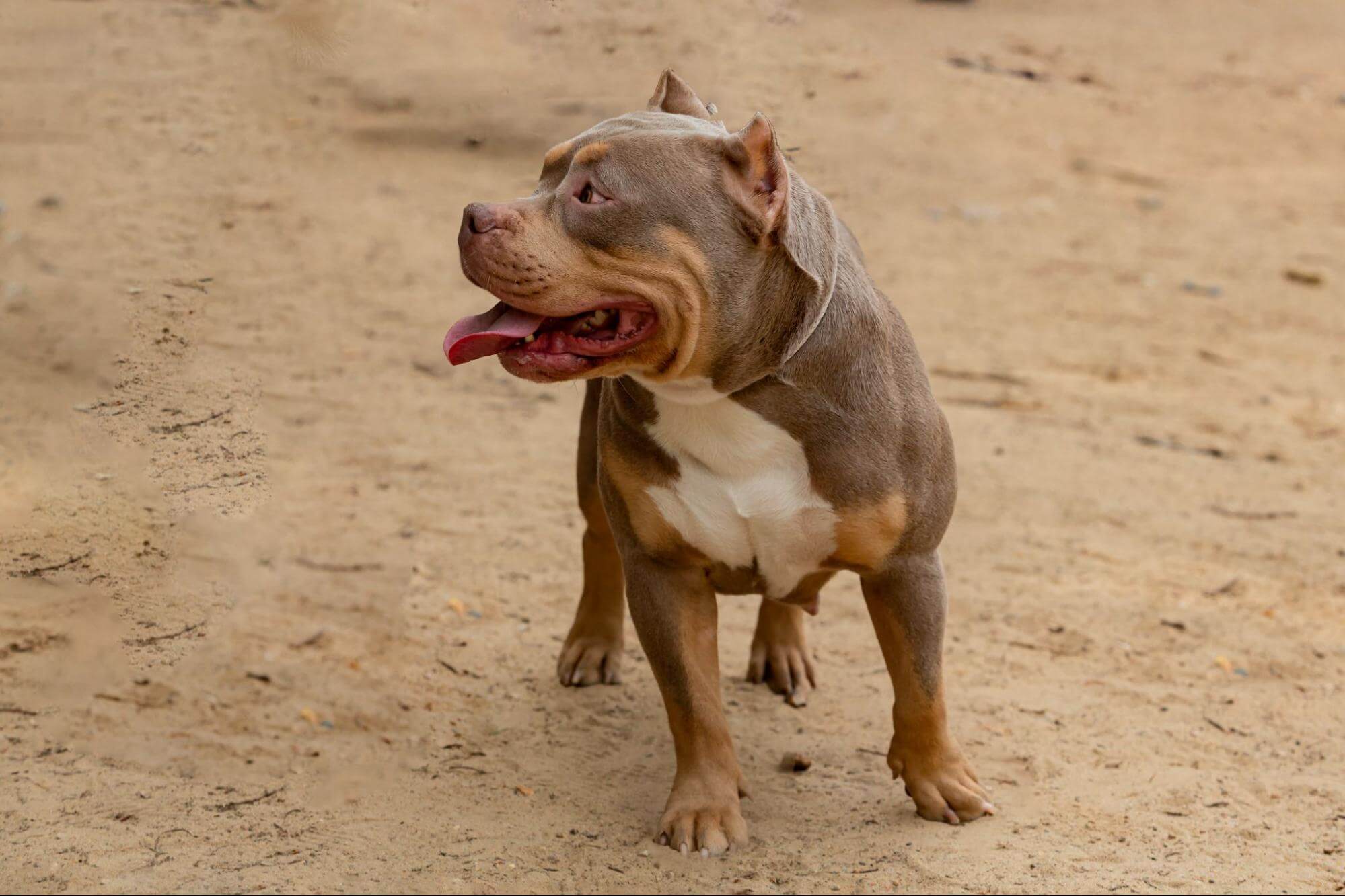 50. ameriacn-bully-guide-3