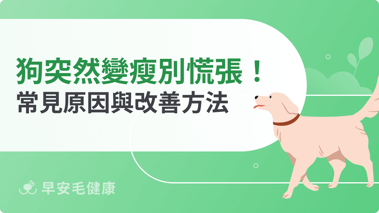 狗狗突然變瘦別慌張！常見原因與改善方法報你知