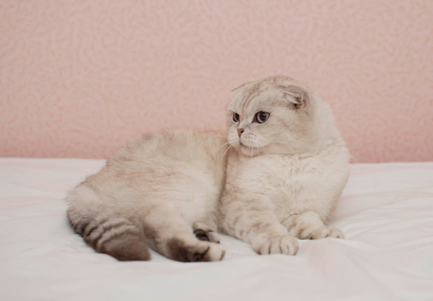 5.munchkin-cat-guide-1