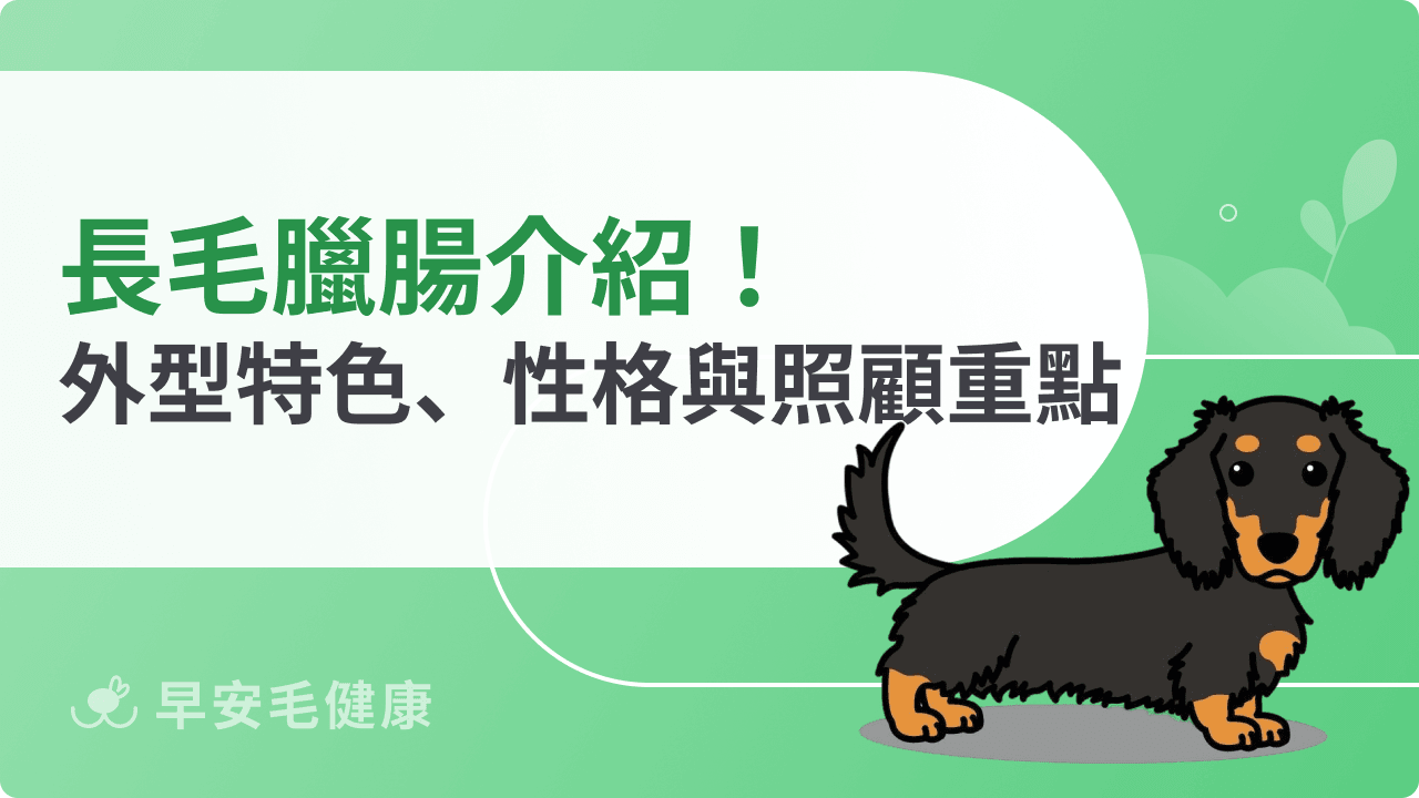 長毛臘腸介紹!外型、特色、性格與照顧重點