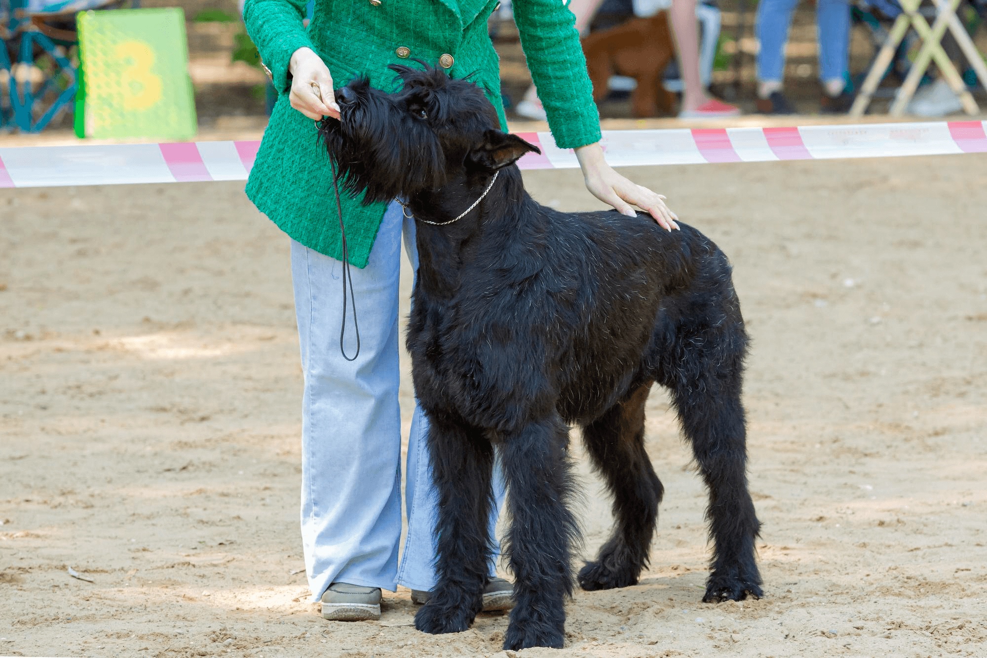 398.AI-giant-schnauzer-guide-1