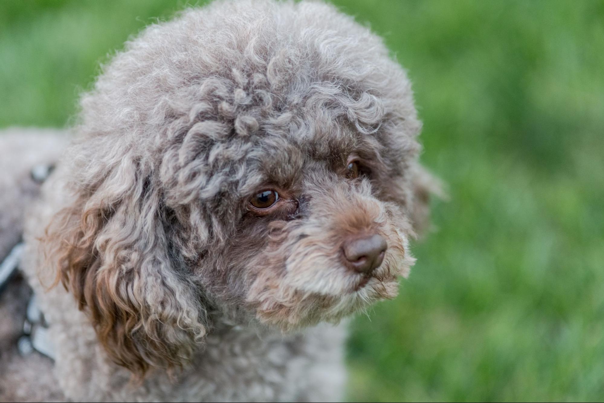 245. AI - older-poodles-1