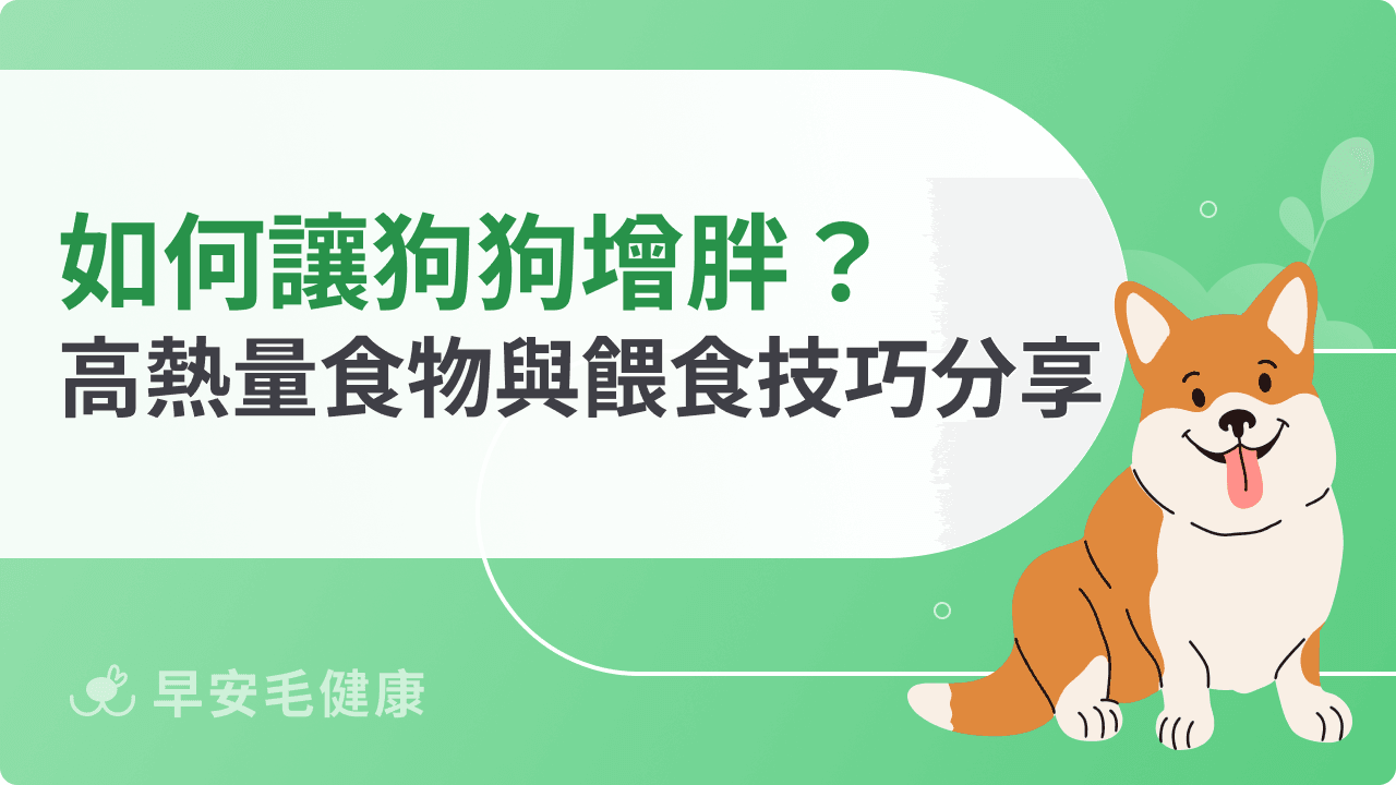 如何讓狗狗增胖最有效？高熱量食物與餵食技巧分享