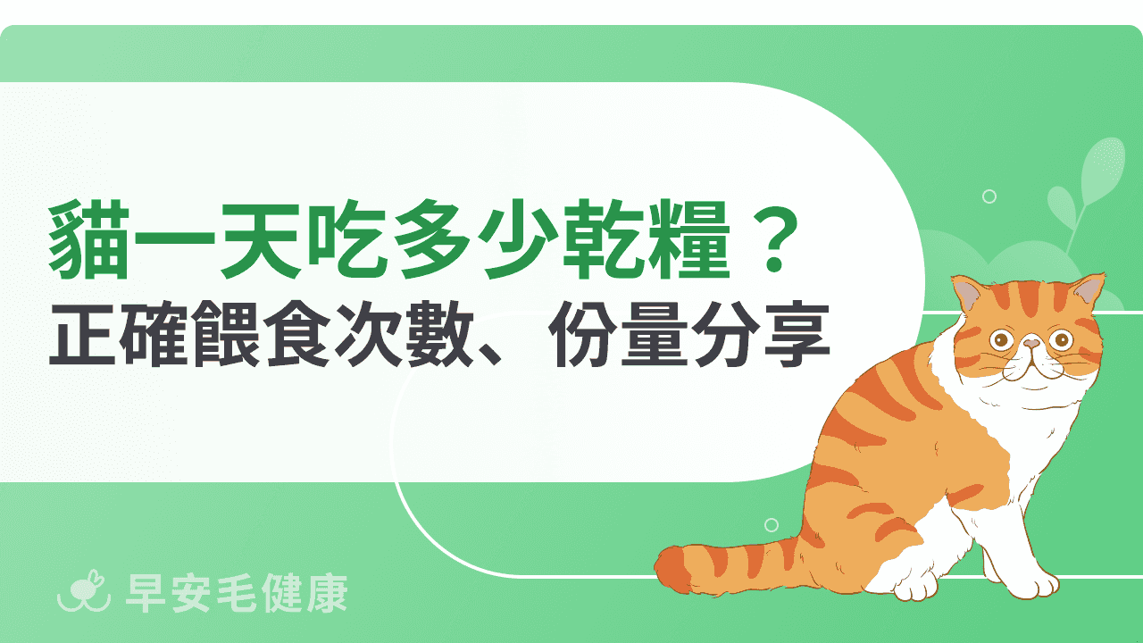 貓一天吃多少乾糧才夠？餵食次數、份量建議一篇輕鬆看懂