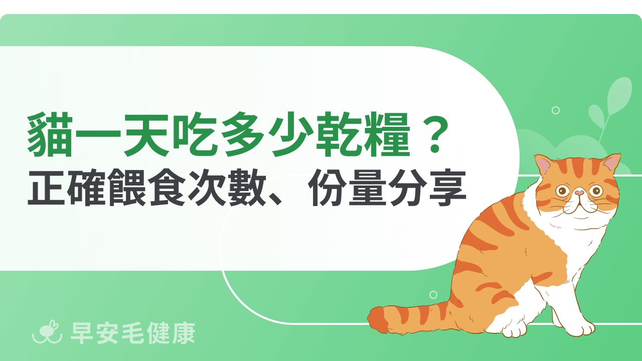 貓一天吃多少乾糧才夠？餵食次數、份量建議一篇輕鬆看懂