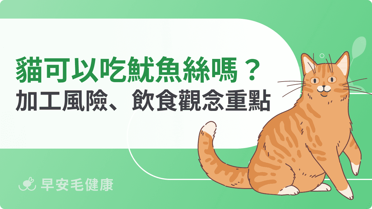 貓可以吃魷魚絲嗎？加工食品風險與正確飲食觀念