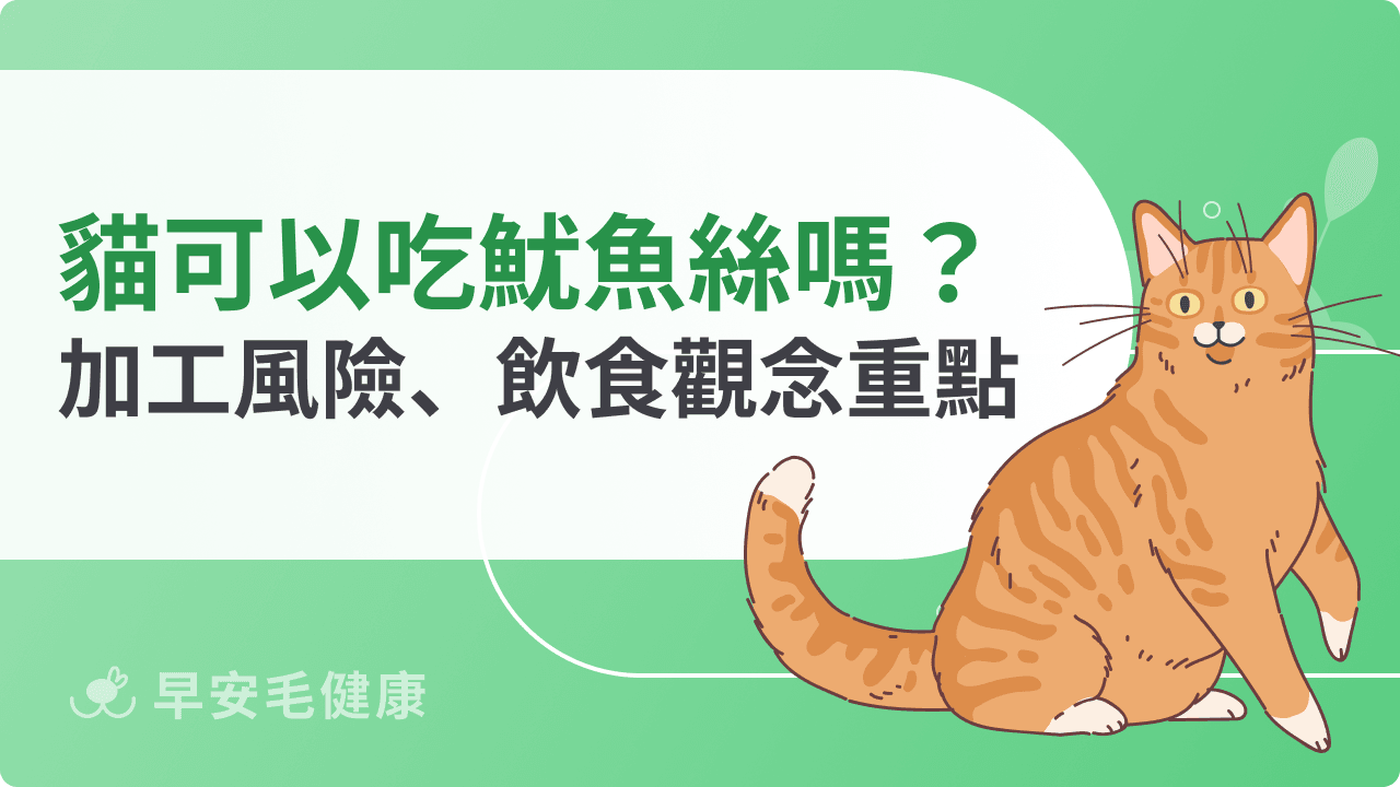 貓可以吃魷魚絲嗎？加工食品風險與正確飲食觀念
