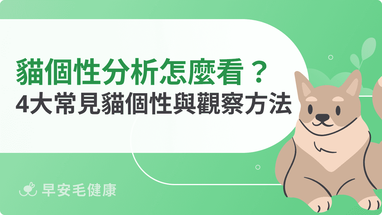 貓咪個性分析怎麼看？4大常見貓個性與觀察方法