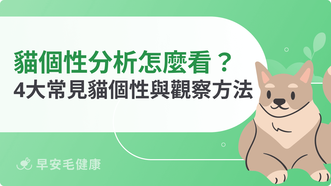 貓咪個性分析怎麼看？4大常見貓個性與觀察方法