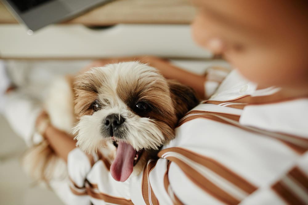 飼主抱著西施犬