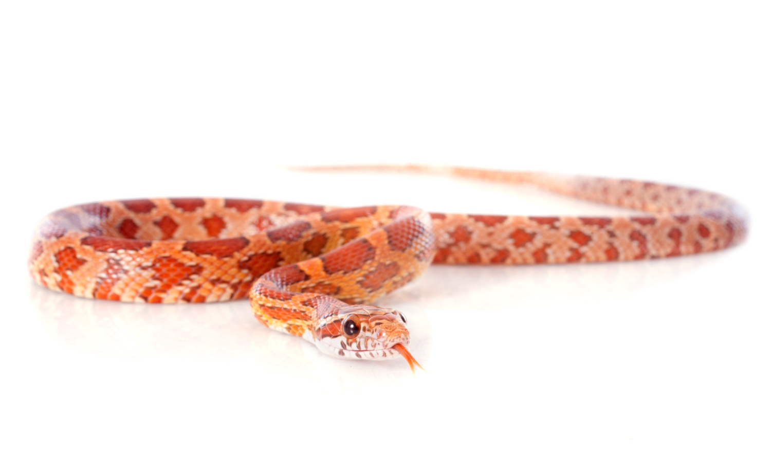 82. corn-snake-guide-1