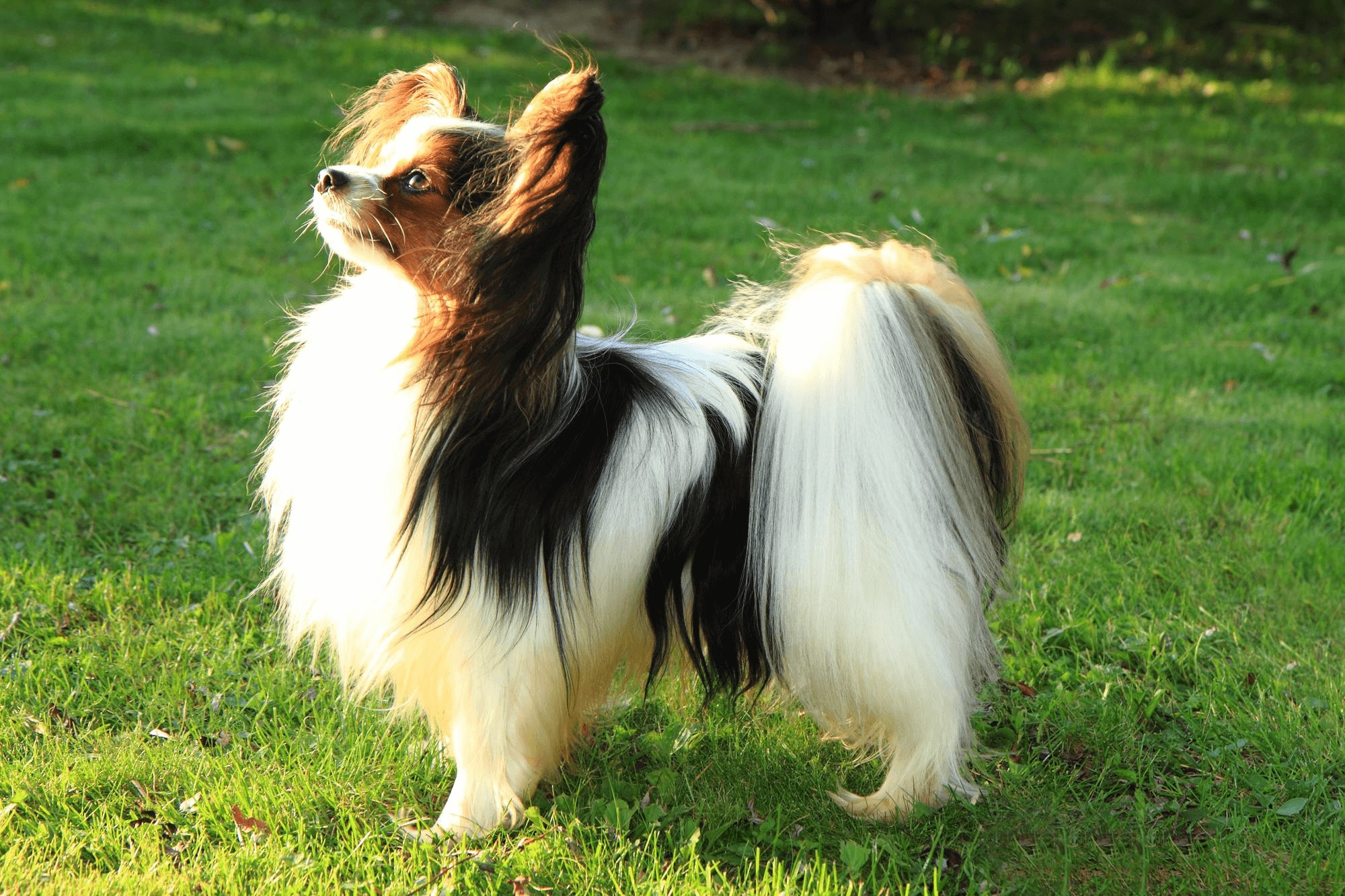 464. AI-papillon-dog-disadvantages-1