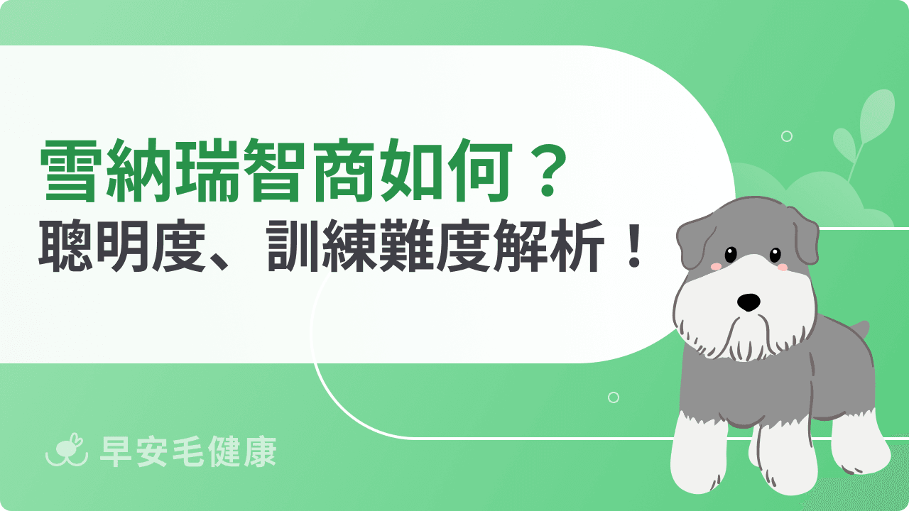 雪納瑞智商怎麼樣？聰明特質、好訓練程度完整解析