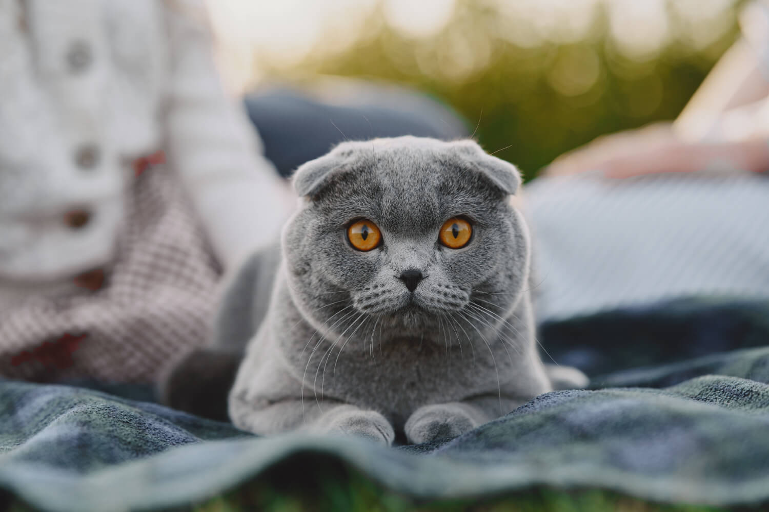 65. scottish-fold-care-1