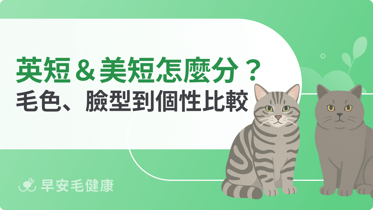 英短＆美短快速分辨指南：從毛色、臉型到個性特質不再搞混