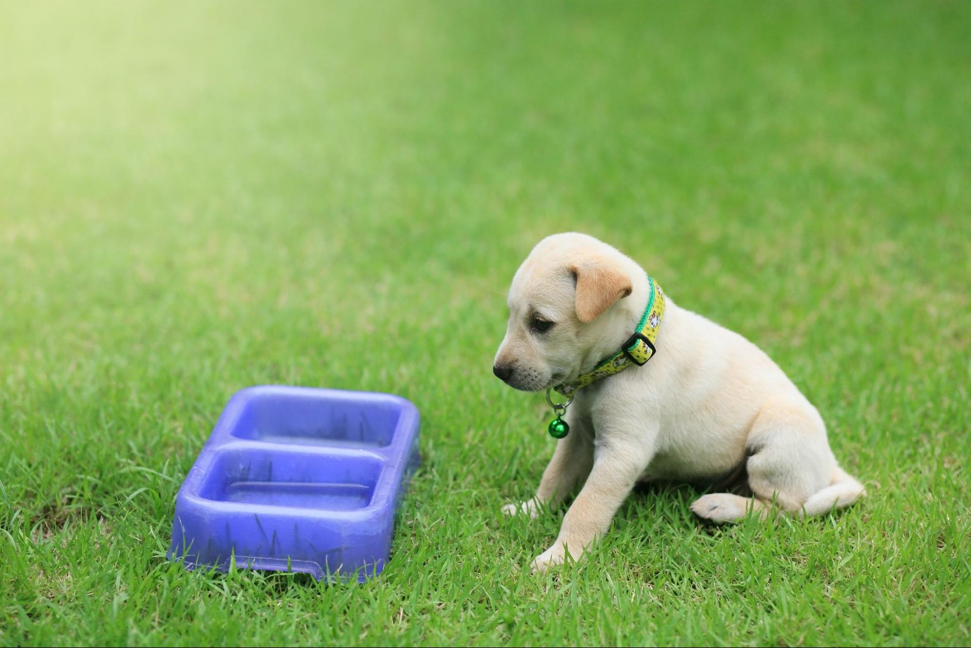 14.AI-can-dogs-eat-potato-1