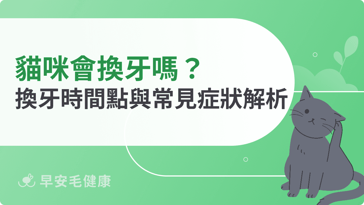 貓咪會換牙嗎？換牙時間點 與常見症狀解析