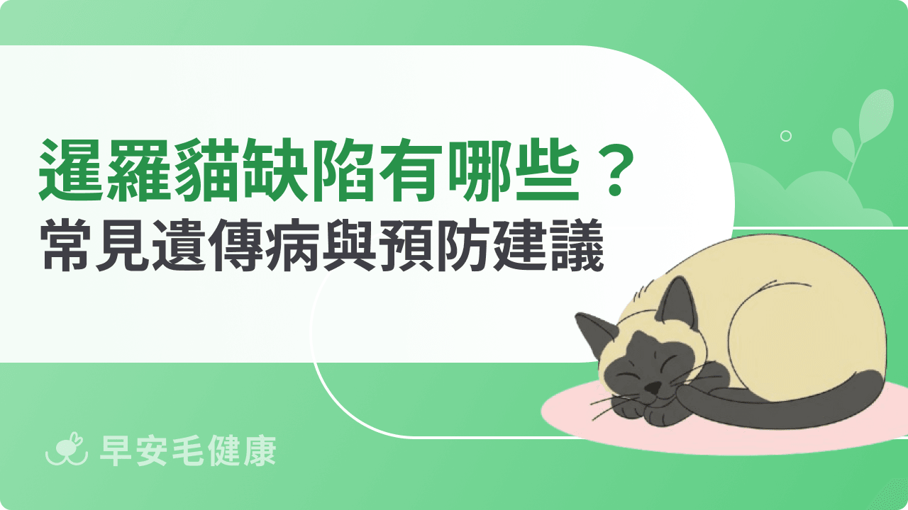 暹羅貓基因缺陷有哪些？常見遺傳病與預防建議一次看