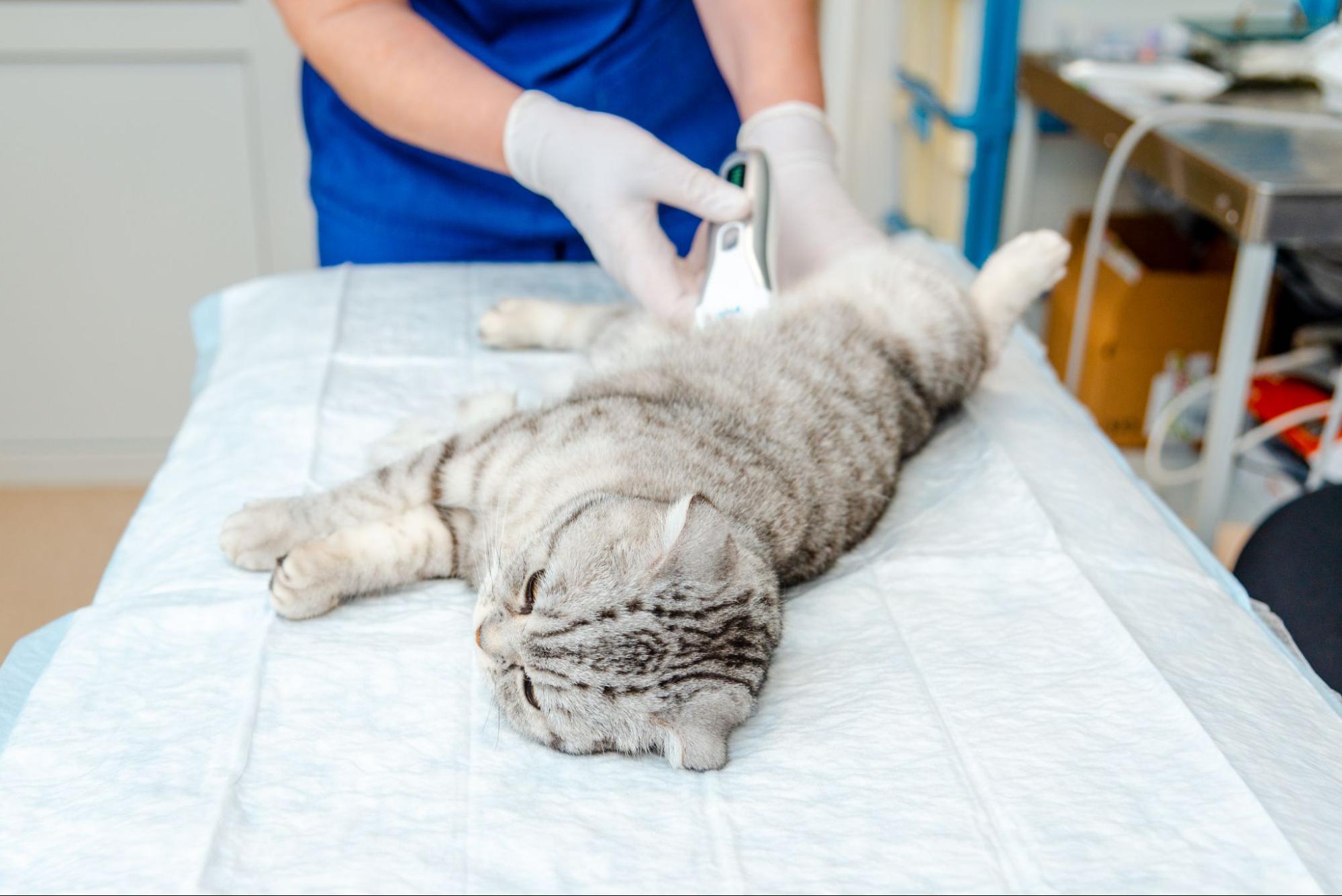 280. AI - neutering-male-cats-too-early-1