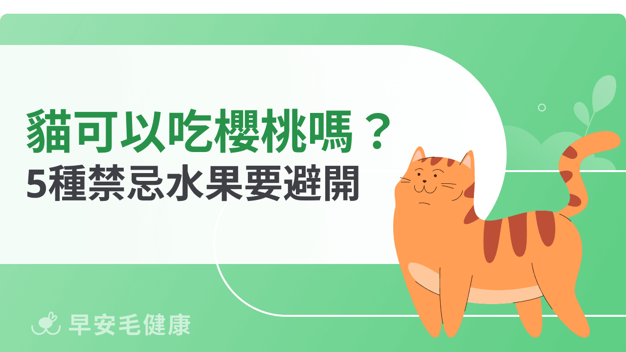貓可以吃櫻桃嗎？新手貓奴最常忽略的「禁忌水果」報你知