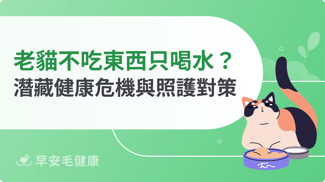 老貓不吃東西只喝水？潛藏健康危機與照護對策一次看