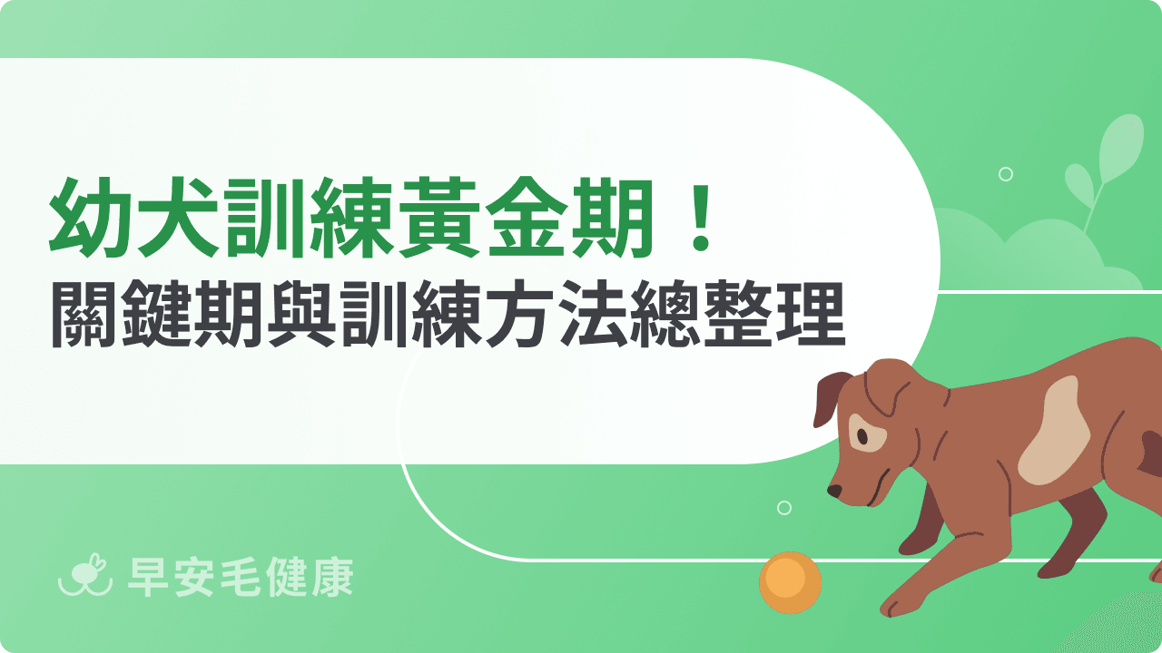 幼犬訓練黃金期別錯過！學習關鍵期與訓練方法總整理