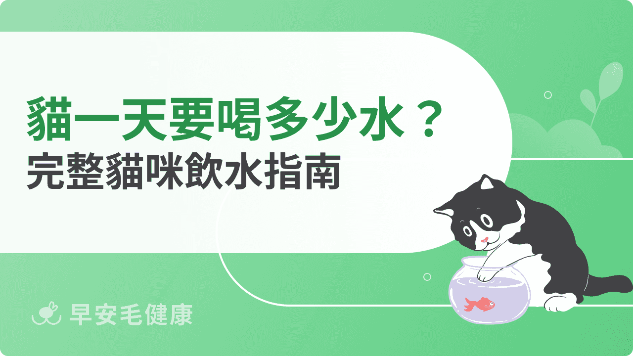 貓咪一天要喝多少水？完整飲水指南讓愛貓喝飽水！