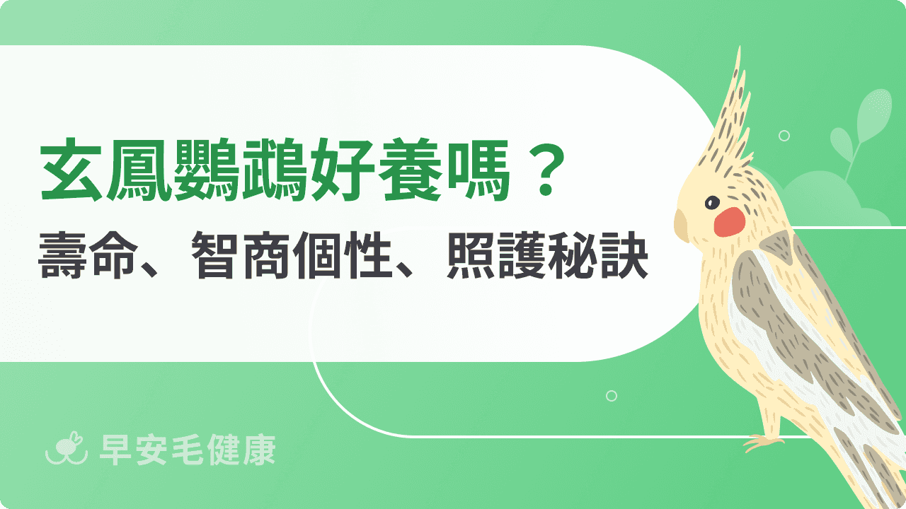 玄鳳鸚鵡飼養全攻略：壽命、價格、性格與照護秘訣