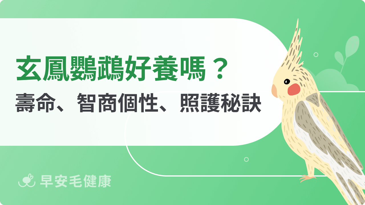 玄鳳鸚鵡飼養全攻略：壽命、價格、性格與照護秘訣